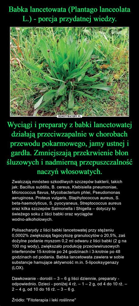 Babka Lancetowata Plantago Lanceolata L Porcja Przydatnej Wiedzy