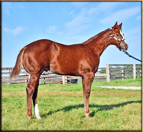 Jensen Quarter Horses Foals