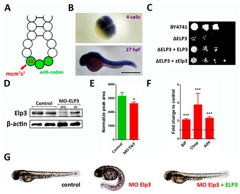 IJMS Free Full Text Elongator Subunit 3 Elp3 Is Required For