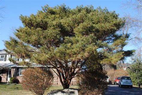 Japanese Red Pine Pinus Densiflora Umbraculifera