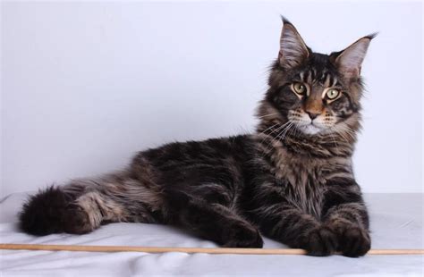 Как выбрать мейн-куна? – Pet-Mir.ru