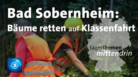 Bad Sobernheim Bäume retten auf der Klassenfahrt tagesthemen