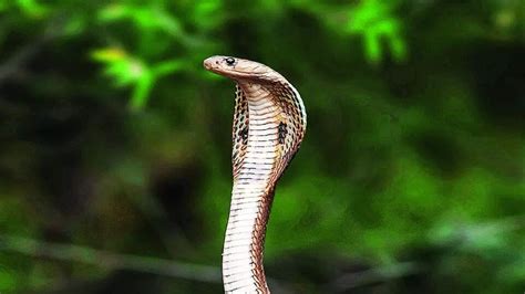 Naga Panchami