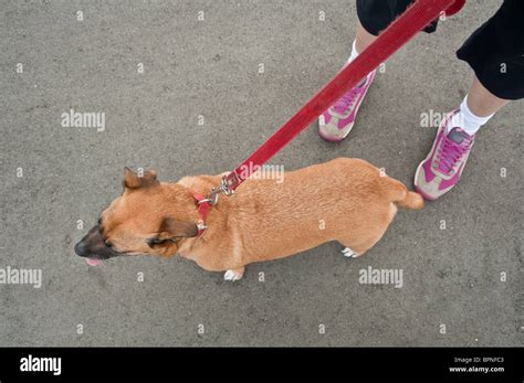 Lady Holds Dog Leash Hi Res Stock Photography And Images Alamy