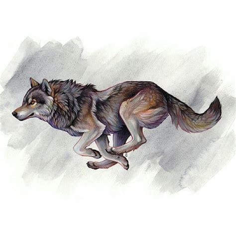 Gray Wolf Running Drawing