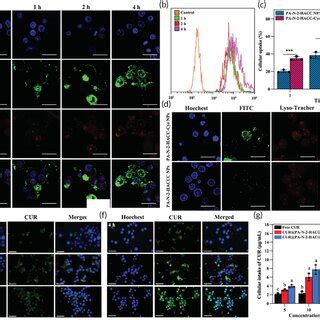 Qualitative And Quantitative Analysis Of Cellular Uptake Of The Nps