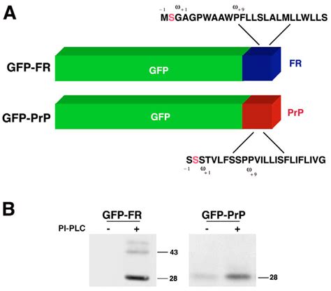 Gfp Fusion Proteins And Their Treatment With Pi Plc A In The Fusion