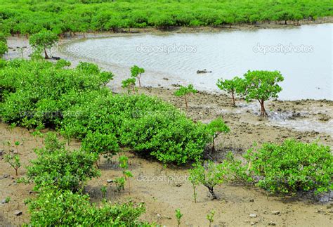 Red Mangroves Stock Photo by ©leungchopan 13717467