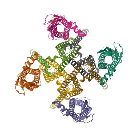 RCSB PDB 9B63 GluA2 Flip Q In Complex With TARPgamma2 At PH5