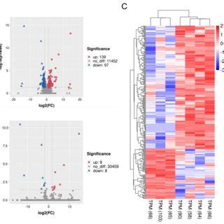 Volcano Plot And Heatmap Of Differentially Expressed Genes DEGs