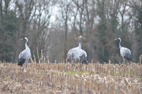 Le Grand Voyage Des Grues Cendr Es En Famille Rosnay Unidivers