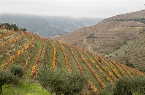 Reforçadas Medidas Excepcionais de Apoio ao Sector dos Vinhos Voz da