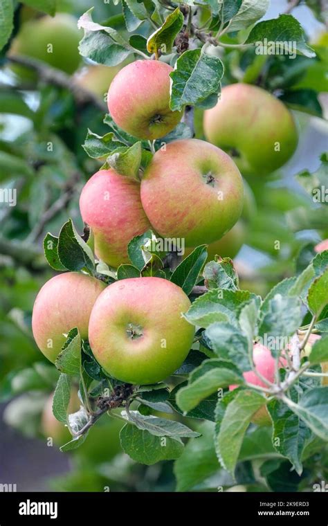 Bramleys Seedling Tree Hi Res Stock Photography And Images Alamy