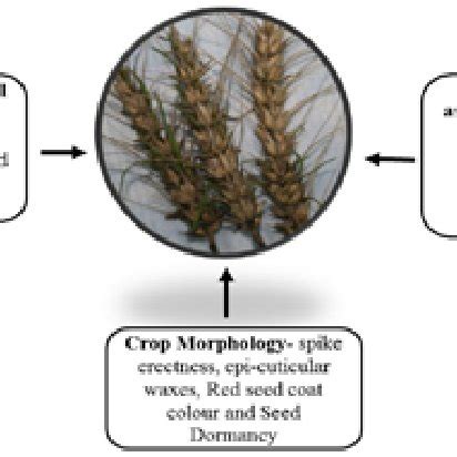 PDF Pre Harvest Sprouting In Wheat Current Status And Future Prospects