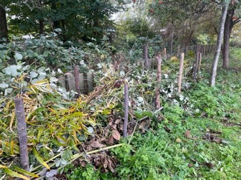 Dead Hedge » Dorset Road Allotments