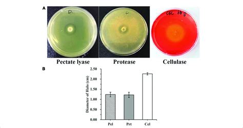 Extracellular Cell Wall Degrading Enzymes Produced By Dickeya Zeae