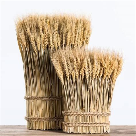 сноп пшеницы: 4 тыс изображений найдено в Яндекс.Картинках | Wheat ...