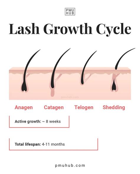 Lash Growth Eyebrow Growth Wispy Eyelashes Eyelash Extensions Styles