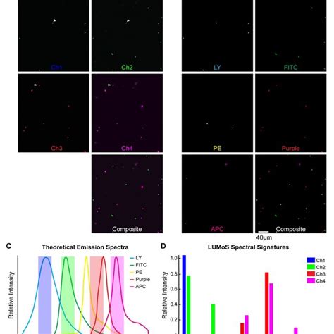 Pdf Robust Blind Spectral Unmixing For Fluorescence Microscopy Using