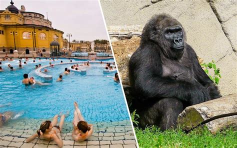 Book Budapest Zoo & Széchenyi Spa Combo Tickets Skip-The-Line