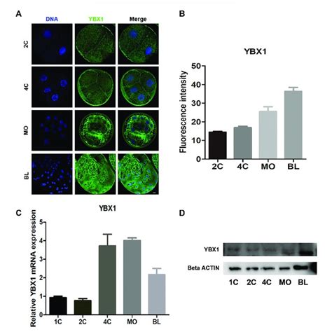 Subcellular Distribution And Expression Of YBX1 During Embryo