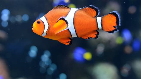 Le stress rend les poissons mâles