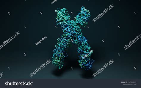 Chromatin Chromosomes