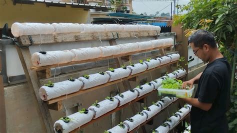 Growing Hydroponic Lettuce With A Simple Wick System Use Plastic