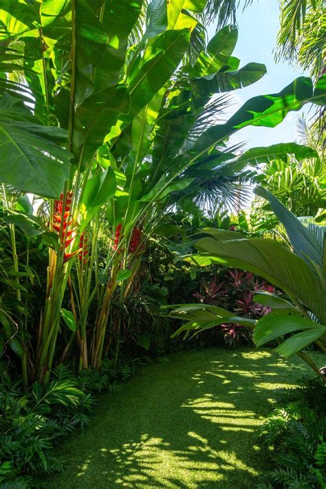 Planting Compositions Craig Reynolds Landscape Architects Tropical