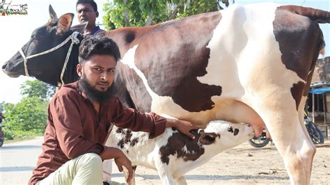 ১০৫ হাজার টাকা থেকে বিগ ও মাঝারী আকারের গাভী।আবির ভাইয়ের নতুন