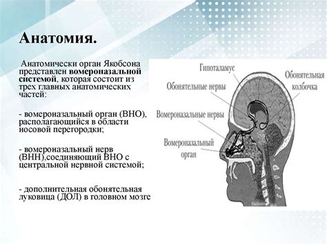 Вомероназальный орган: анатомия, функции, методы исследования ...