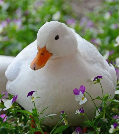 20 Best Pet Duck Breeds For Your Backyards