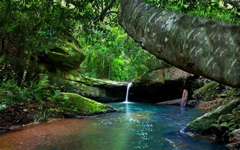 Trees Landscape Forest Waterfall Water Rock Nature Moss Green