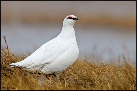 Rock ptarmigan - Alchetron, The Free Social Encyclopedia