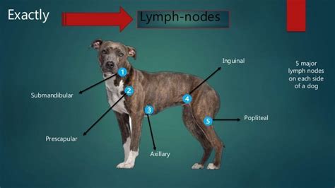 The Lymphatic System In Dogs Pets Amino