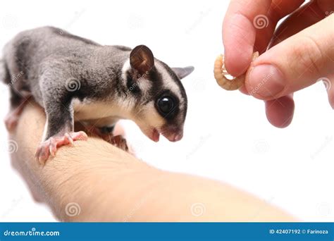 Piccolo Aliante Dello Zucchero Fotografia Stock Immagine Di Australia