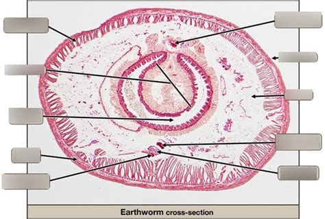 Earthworm Cross Section Diagram Quizlet