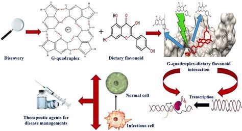 药品开发的新视角：g 四链体与膳食黄酮类化合物的相互作用澎湃号·湃客澎湃新闻 The Paper