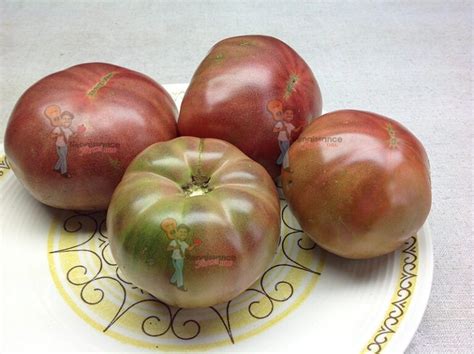 Dwarf Tomatoes Archives Page Of Renaissance Farms Heirloom