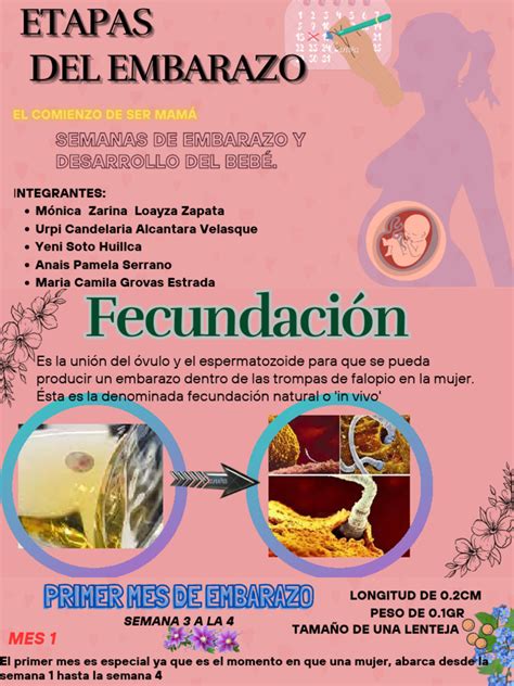 Etapas De Gestacion Pdf El Embarazo Parto