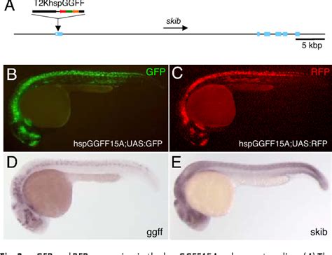 Figure From Genetic Dissection Of Neural Circuits By Tol Transposon