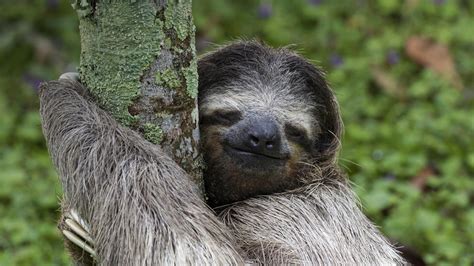 Tree Hugger Sloth Hd Wallpaper Hintergrund 1920x1080 Id764214