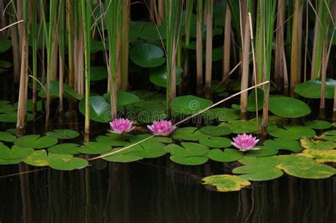 Lake With Pink Water Lilies And Reeds Stock Image Image Of