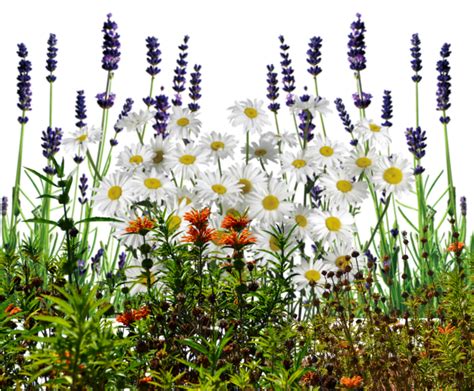 English Wildflowers Cold Crea Transparent Background Wild Flowers Png