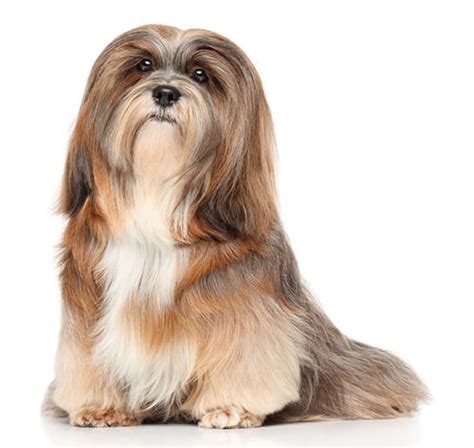 Información sobre la raza de perro Lhasa Apso Purina