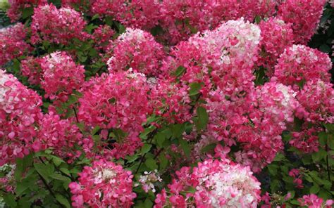 Buy Diamond Rouge Hydrangea Free Shipping Wilson Bros Gardens