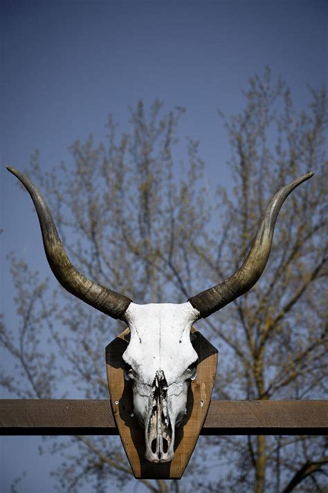 Aggregate More Than Bull Skull Wallpaper In Cdgdbentre