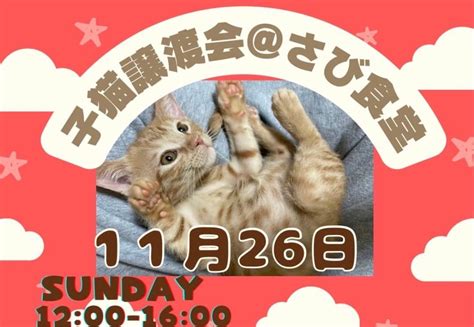 11月26日開催！岐阜県最大級 子猫＆保護猫譲渡会！新しい家族と運命の出会いを！ ネコリパブリック｜日本の猫の殺処分をゼロに！