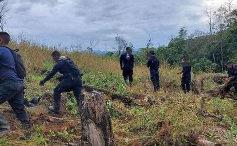 Ubican cinco plantaciones de hoja de coca y dos narcolaboratorios en Colón