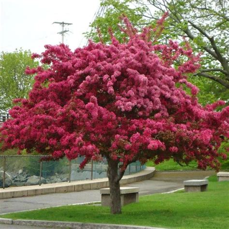 Prairiefire Flowering Crabapple Tree – Green Thumbs Garden